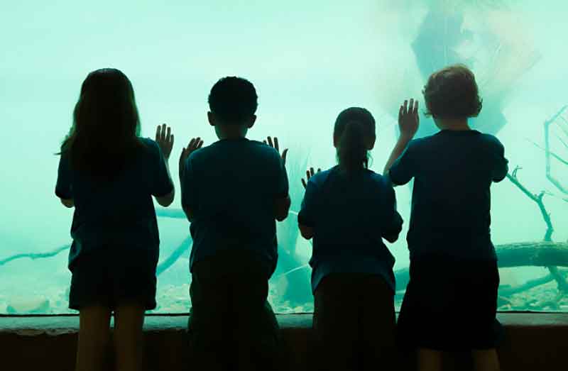 Kids looking through glass at an aquarium